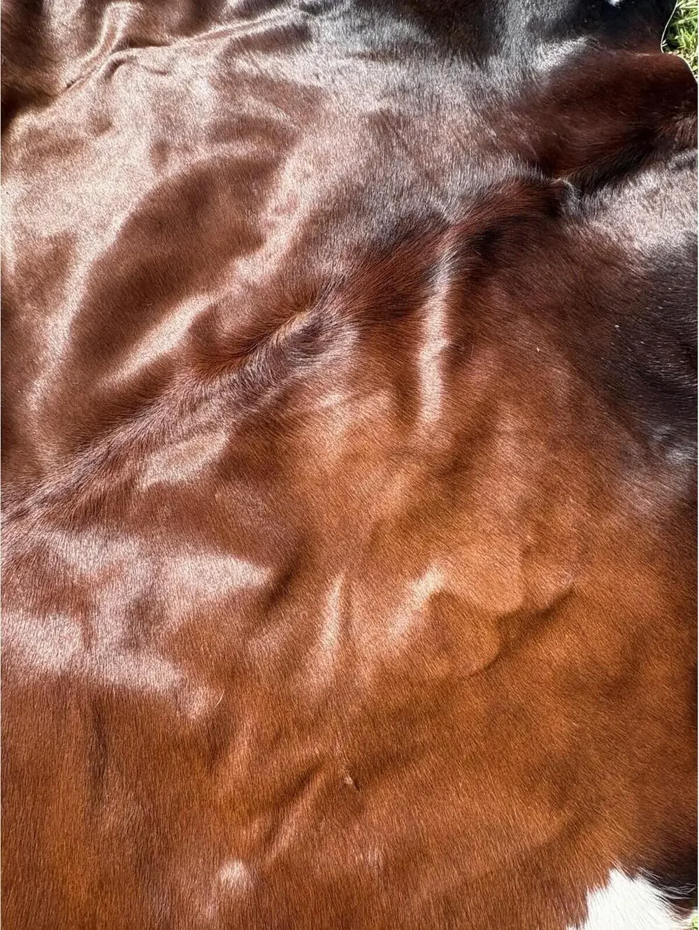 Brown and white Cowhide Leather Cow Skin Rug sunshine cowhide made In Brazil.